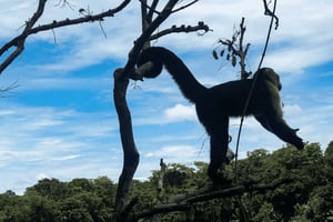 Äventyr på Monkey Island