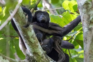 Panama Canal Tour New Locks & Monkey Island