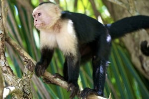 Panama City: Guidet bådtur til Panamakanalen og Abeøen