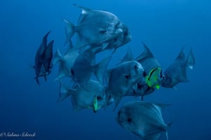 Centre de plongée au Panama