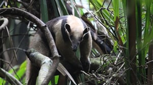 Soberania National Park