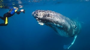 Whale Watching Panama