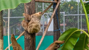 Safaris del zoológico en María Chiquita