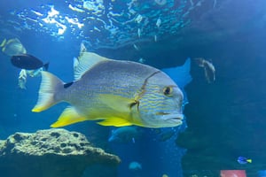 Pariisi: Aquarium de Paris, sukellus syvän sinisen ihmeen maailmaan