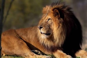 Paris: Paris Zoologiske Park Entrébillet