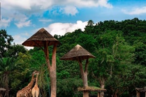 Bangkok: Privat transport til Khao Kaew Open Zoo (Moo Deng)