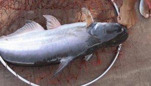 Jomtien Fishing Park