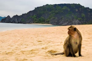 Koh Larn Monkey Beach Guided Tour with Jet Ski Ride