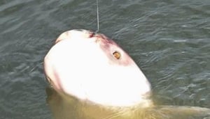 Pattaya Fishing Park