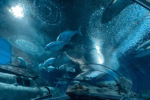 Pattaya: Underwater World Pattaya Aquarium Admission Ticket