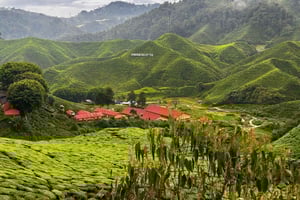 From Penang: Cameron Highlands Refreshing Private Day Tour