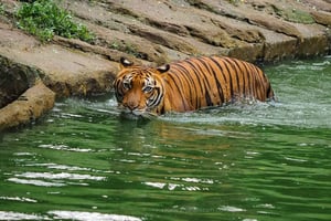 From Penang: Enlightening Taiping Private Day Tour