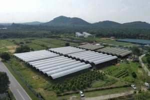 Penang: Il tour della fattoria del villaggio della vaniglia di Kairos