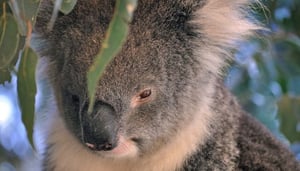 Caversham Wildlife Park