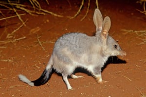 From Perth: Perth Wildlife Tour Under the Stars with Dinner