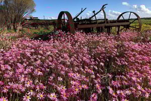 Perthistä: Koko päivän villikukkien löytöretki lounaalla
