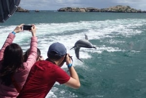 Rockingham: Shoalwater Eilanden Tour en Pinguïn Eiland