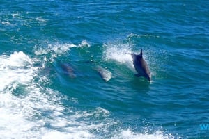 Rockingham: Shoalwater Islands, Dolphins, and Sea Lions Tour