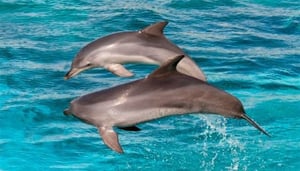 Rockingham Wild Encounters