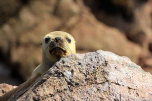 2 días desde Lima: Ballestas, Paracas, Huacachina y Nazca