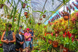 Alto Mayo-tour in Tarapoto, ontdek de stad van de orchideeën