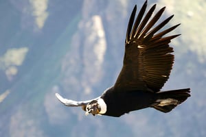 Arequipa: Full Day Colca Canyon Tour Roundtrip from Arequipa