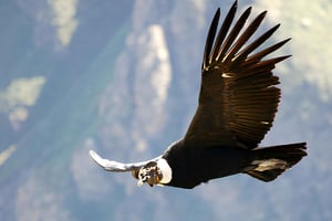 Arequipa: Heldagstur til Colca-kløften, tur/retur fra Arequipa