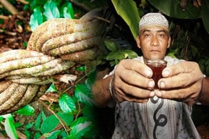 Cerimônia de ayahuasca de 1 dia em Cusco