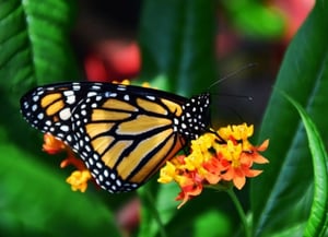 Butterfly Watching - Junin and Pasco