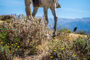 Cabanaconde: en förtrollande 2,5 timmars ridtur i Colca Canyon