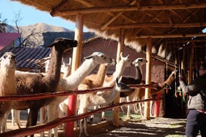 Camelid Center Visit in Cusco: Alpacas, Culture & Weaving