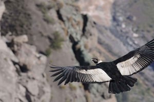 Colca Canyon Trekking 2 dage