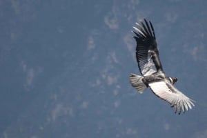 Cruz del Cóndor : tour guiado dos días desde Puno