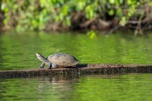 Z Cusco: 6-dniowa wycieczka do Parku Narodowego Manu