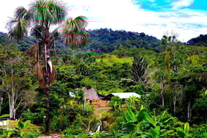 Cusco: experiential tour in the jungle