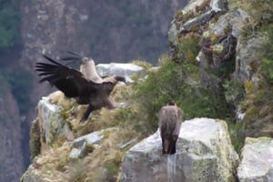 Cusco: Majestuoso Vuelo del Cóndor en Chonta - Cañón del Apurímac.