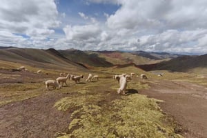 Cuzco: ruta de senderismo de un día a la montaña Palcoyo (entradas incluidas)