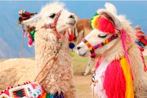 Cusco: Wanderung zum Regenbogenberg mit Frühstück und Mittagessen