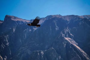 From Arequipa: COLCA Canyon + VIEWPOINTS.