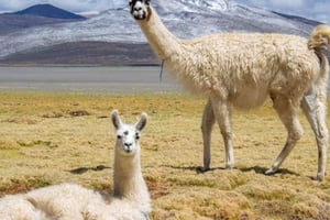 Depuis Arequipa : Excursion à la lagune de Salinas