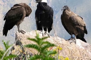 Vanuit Arequipa: rondleiding door de Colca Canyon met maaltijden