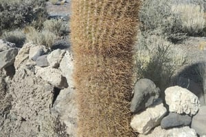 Fra Cusco: Komplett tur til Salar de Uyuni – San Pedro de Atacama 6 dager