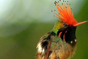 Vanuit Cusco: Manu Nationaal Park Tour & Overnachting 3 Dagen