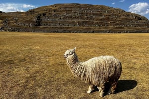 クスコ発：サクサイワマン、タンボマチャイ、ケンコ、プカ・プカラ観光ツアー