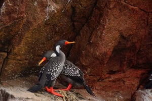 Von Huacachina aus: Ballestas und Paracas Reservat - GRUPPENTOUR