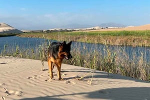 From Lima: Day trip to Oasis Costa Rica and the Ballestas Islands