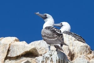 Ballestas-øerne fra Pisco - KRYDSTOGTSHAVN