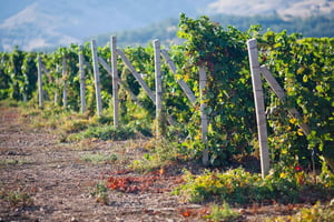 Ica | Huacachina: Wine and Pisco Vineyards | Tasting Tour