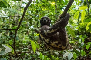 Iquitos: 3-Day Amazon Jungle Adventure with Meals