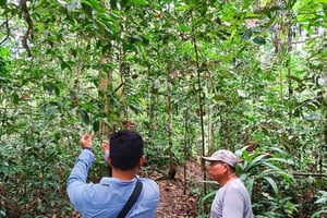 Iquitos: Caminata por la selva al amanecer en el Parque Nacional de la Arena Blanca